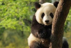 熊猫头爆料娱乐圈,娱乐圈幕后真相大曝光